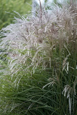 Produktbild von Chinaschilf Federweißer, im Topf - Miscanthus sinensis