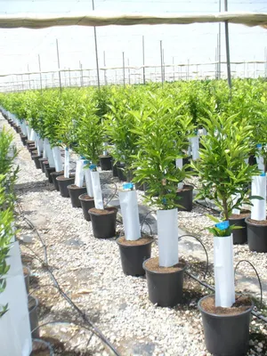 Obrázok produktu pre Elzusha - Mandarínka / Clementínka - Citrus Mandarin (výška do 150 cm)
