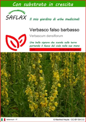 Immagine prodotto di SAFLAX  - Verbasco falso barbasso - 500 semi - Con substrato - Verbascum