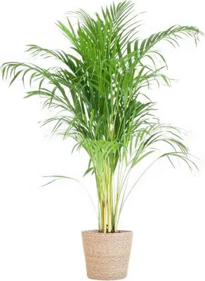 Produktbild von Areca Palme Dypsis Goldfruchtpalme 100cm Ø21cm mit Seegras Korb Zimmerpflanze