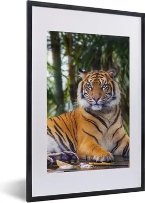 Produktbild von MuchoWow® Gerahmtes Poster Tiger - Tiere - Wald - Dschungel 40x60 cm - Poster mit Schwarzem Bilderrahmen Wandposter Rahmen Foto Bilder - Poster in Rahmen
