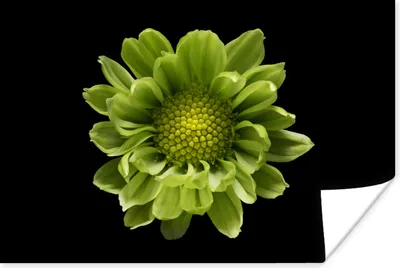 Produktbild von MuchoWow® Poster Eine Nahaufnahme der Chrysanthemenblüte vor einem schwarzen Hintergrund 120x80 cm - Bilder