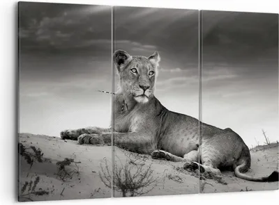 Produktbild von Bild auf Leinwand - Leinwandbild - Tierwelt weiblich katze Tier - 105x70cm - Wand Bild - Wanddeko - Leinwanddruck - Bilder - Kunstdruck - Wanddekoration - Leinwand bilder - Wandkunst - CE105x70-3165