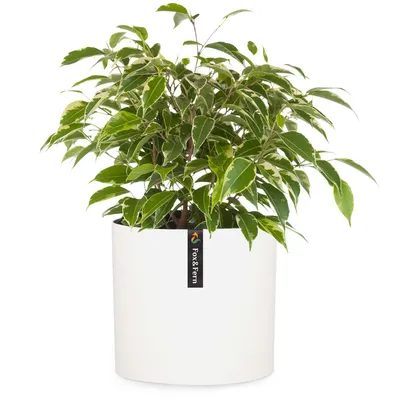 Produktbild von Fox & Fern Blumentopf mit Stopfen, Blumentopf Gross für Innen/Außen, Übertopf UV & Frostbeständig, Polystone-Blumentöpfe Weiß, Blumentopf 25 cm Durchmesser, Großer Pflanzentopf für Zimmerpflanzen