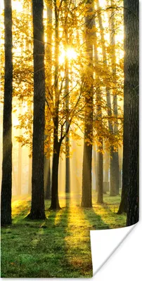 Produktbild von MuchoWow® Poster Wald - Sonne - Bäume - Gras - Landschaft - Natur 20x40 cm - Plakat - Foto