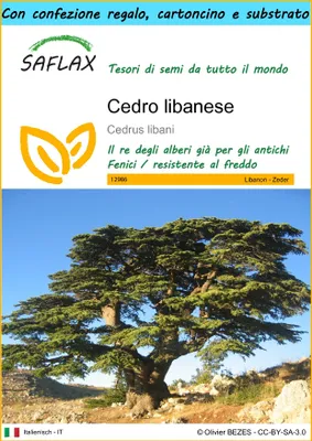 Immagine prodotto di SAFLAX Set regalo - Cedro libanese - 20 semi - Cedrus
