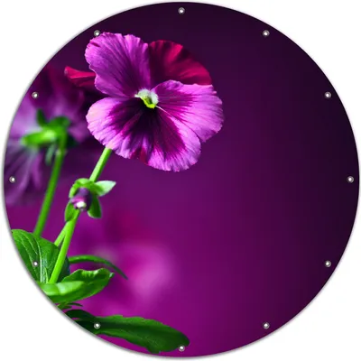 Produktbild von Wallario rundes Outdoor-Poster für Garten oder Balkon, Motiv Lila Stiefmütterchen, 120 cm Durchmesser