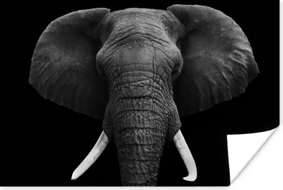 Produktbild von MuchoWow® Poster Elefant - Wildtiere - Schwarz - Weiß - Porträt 60x40 cm - Schlafzimmerdekoration