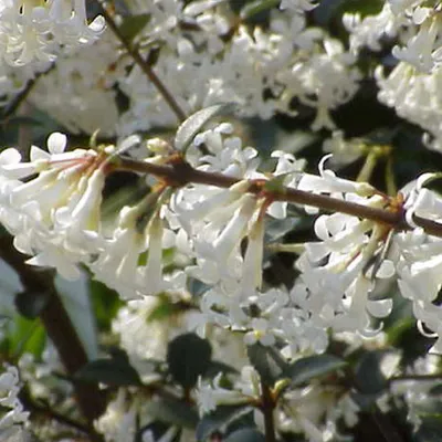 Produktbild von 2 x Duftblüte - Osmanthus delavayi | 30-40 cm im Container