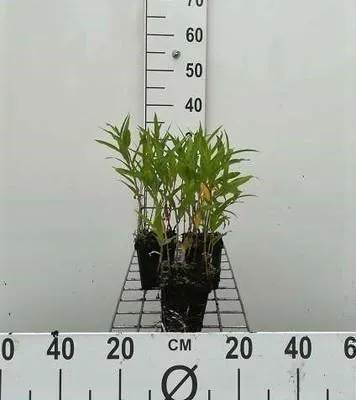 Obrázek produktu pro 6 x Persicaria amphibia ( polygonum amphibia) - vodní rdest - květináč 9 x 9 cm
