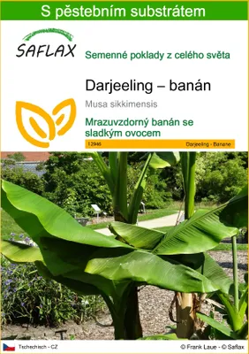 Obrázek produktu pro SAFLAX - Darjeeling – banán - Musa sikkimensis - 5 Semena - S pěstebním substrátem bez klíčků