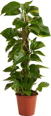 Produktbild von Zimmerpflanze Scindapsus 80 cm hoch mit Moosstab im 19 cm Topf luftreinigend