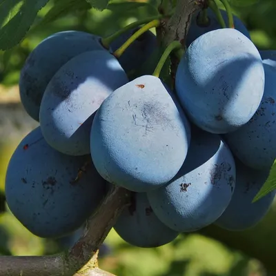 A close-up view of several ripe plums hanging from a tree branch.