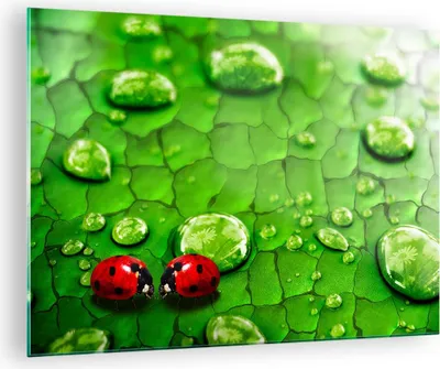 Produktbild von Bilder auf glas - Marienkäfer Gras Blatt Tropfen - 70x50cm - Glasbilder - Wandbilder - Kunstdruck - zum Aufhängen bereit - Wanddekoration aus Glas - Glas Bilder - Wandbild auf Glas - GAA70x50-2363