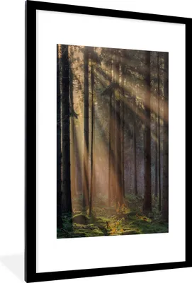 Produktbild von MuchoWow® Gerahmtes Poster Bäume - Wald - Sonne - Pflanzen 60x90 cm - Poster mit Schwarzem Bilderrahmen Wandposter Rahmen Foto Bilder - Dekoration - Wandposter Wohnzimmer - Hochwertig