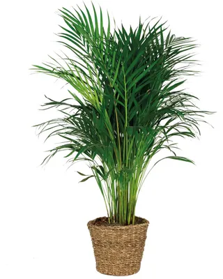 Produktbild von Dypsis Lutescens, Goldfruchtpalme, 100-110 cm, Seegraskorb grob 21 cm