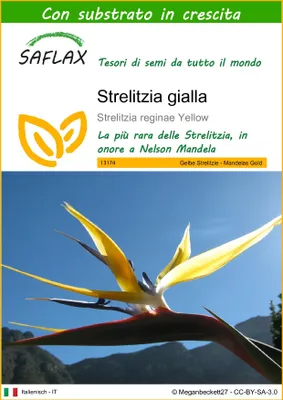 Immagine prodotto di SAFLAX  - Strelitzia gialla - 4 semi - Con substrato - Strelitzia
