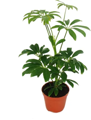 Image de Set de 3 plantes d'intérieur - type 2 - 9cm