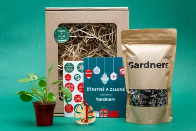 Obrázok produktu pre Gardners Vianočná darčeková sada - Pilea peperomioides a substrát