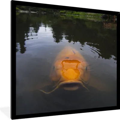 Produktbild von MuchoWow® Gerahmtes Poster Ein riesiger Koi-Karpfen im Wasser 40x40 cm - Poster mit Schwarzem Bilderrahmen Wandposter Rahmen Foto Bilder - Mit Rahmen - Wanddekoration Schlafzimmer