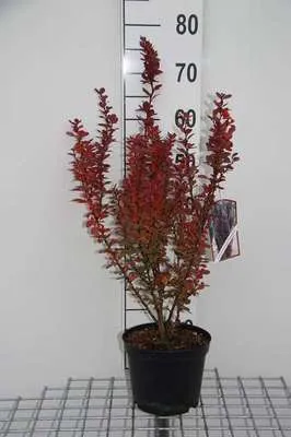 Immagine prodotto di Berberis thunb. 'Harlequin' - Berberitze 30- 40 cm Contenitore