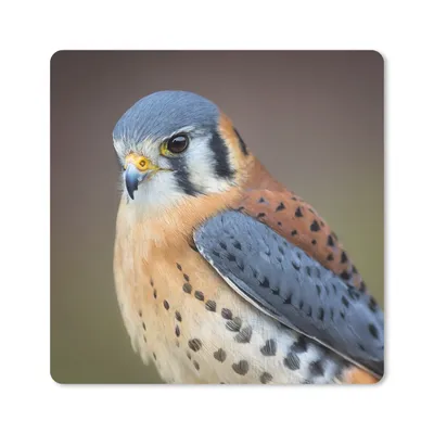 Produktbild von MuchoWow® Mauspad Mousepad Vogel - Makro - Blau 30x30 cm - Mousepads - Maus Mat - Pad - Mausunterlage - Gaming