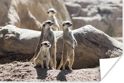 Produktbild von MuchoWow® Poster Familie - Erdmännchen - Tiere 60x40 cm - Schlafzimmerdekoration