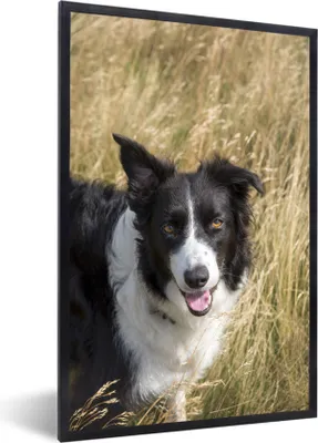 Produktbild von MuchoWow® MuchoWow® Gerahmtes Poster Ein Border Collie im gelben Gras 40x60 cm - Poster mit zchwarzem Bilderrahmen - Papierdruck - Wandbilder