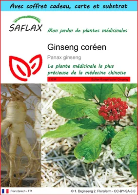 Image de SAFLAX Ensemble-cadeau - Ginseng coréen - 10 graines - Panax