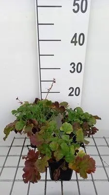 Produktbild von 6 x  Geum hybr. 'Mango Lassi' - Nelkenwurz - Topf 9 x 9 cm