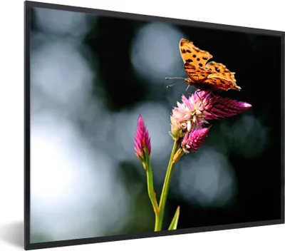 Produktbild von MuchoWow® Gerahmtes Poster Schmetterling - Blumen - Insekten 80x60 cm - Poster mit Schwarzem Bilderrahmen Wandposter Rahmen Foto Bilder - Schwarzem - Mit Gestell