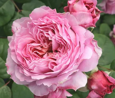 Produktbild von Dehner Rose Nostalgie®-Edelrose Eisvogel®, Züchter Tantau, lavendel-farbene Blüten, gefüllt und duftend, 40-60 cm, Topfware