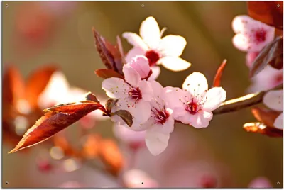 Produktbild von Wallario Outdoor-Poster für Garten oder Balkon, Motiv Frühlingsgefühle II - Kirschblüten in Nahaufnahme, in ca. 61 x 91,50 cm