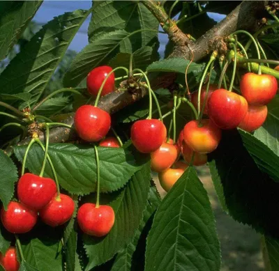 Produktbild von Büttners rote Knorpelkirsche 2-jährig im Topf kleinbleibend bewährte Sorte