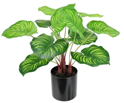 Productafbeelding van Kunstplant Marantha in pot, Anthuriumbladplant, Efeutuin, fotoplant