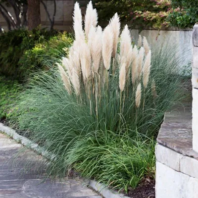 Produktbild von 6 Pflanzen Weißes Pampasgras ‘Pumila’, Cortaderia selloana, kompakt