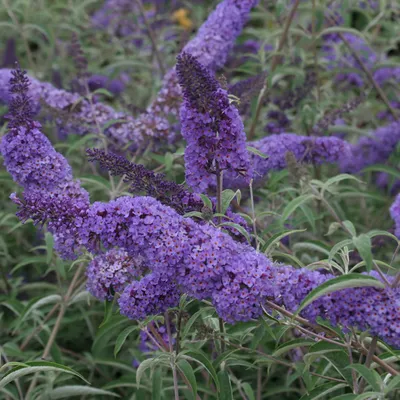 Produktbild von 2 x  Schmetterlingsstrauch  - Buddleja davidii 'Nanho Blue'  | 40-60 cm in Container