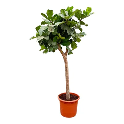 Produktbild von Trendyplants - Ficus Lyrata Baum - Tabakpflanze - Zimmerpflanze - Höhe 220-240 cm - Topfgröße Ø42cm