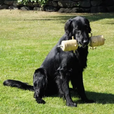 Productafbeelding van Apporteerhond, geschikt voor jachtgebruik