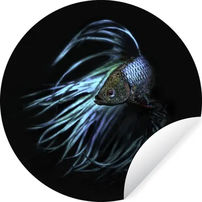 Produktbild von MuchoWow® Runde Wandtattoo - Wandsticker Tapete Aufkleber Fische - Meerestiere - Blau - Schwarz Ø 30 cm Selbstklebend und Repositionierbar - Wandaufkleber - Kreis