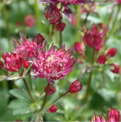 Immagine prodotto di 6 x Astrantia  - Astrantia major 'Rubra'  | Vaso 9 cm x 9 cm