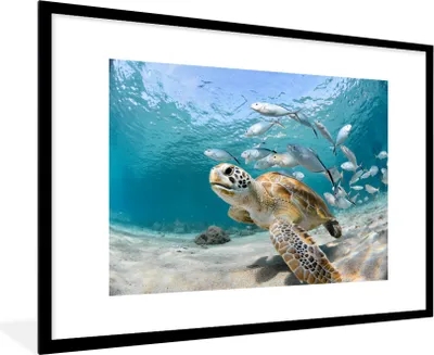 Produktbild von MuchoWow® MuchoWow® Gerahmtes Poster Schildkröte - Fisch - Meer 90x60 cm - Poster mit zchwarzem Bilderrahmen - Wanddekoration - Fotos