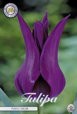 Artikelbild 2 von 'Tulpe Purple dream (7 Stück)' aus der Kategorie Tulpenzwiebeln