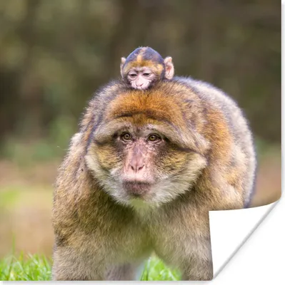 Produktbild von MuchoWow® Poster Berberaffe mit Jungtier 50x50 cm - Wohnzimmerdekoration