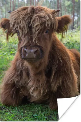 Produktbild von MuchoWow® Poster Schottischer Highlander - Kröte - Tiere 80x120 cm - Papierdruck