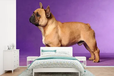Produktbild von MuchoWow® Fototapete für Wohnzimmer oder Schlafzimmer Wandtapete Vinyl Motivtapete Französische Bulldogge - Braun - Lila - 330x220 cm - Fototapeten