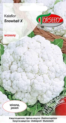Produktbild von Blumenkohlsamen Schneeball X 1g - Torseed