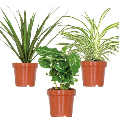 Produktbild von 3er-Mix Coffea, Dracaena & Chlorophytum, 25-35 cm, Topf 12 cm