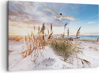 Produktbild von Bild auf Leinwand - Leinwandbild - Einteilig - Möwe Meer Küste - 120x80cm - Wand Bild - Wanddeko - Wandbilder - Leinwanddruck - Bilder - Wanddekoration - Leinwand bilder - Wandbild - AA120x80-4902