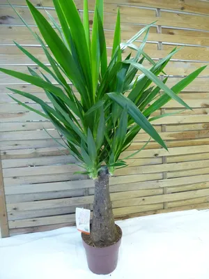 Produktbild von [Palmenlager]  Yucca elephantipes "Maya Tree" 100 cm - extra dicker Stamm - / Yucca-Palme / Zimmerpflanze